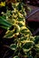 Variegated bougainvillea leaves in soft sun light