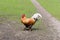 Variegated brown and black rooster running on the farm yard