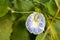 Variegated butterfly pea with white and violet flower