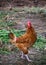 A variegated chicken in a chicken coop in the village