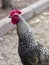 Variegated chicken with a red scallop