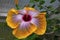 Variegated, Chinese Hibiscus Flower -03