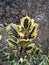 Variegated Cream and Green Holly Leaves