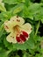 Variegated cream and red nasturtium flower with contrasting green foliage