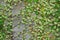 Variegated Creeping Fig Vine Growing on Weathered Wooden Wall as Background