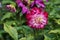 Variegated Dahlia flower