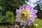 Variegated Dahlia flower