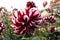 Variegated dahlia flower red and white