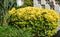 Variegated Euonymus species.