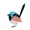 Variegated Fairy Wren bird,vector illustration,flat