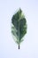 Variegated ficus leaf