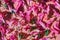 Variegated flowering of verbena, petunia, peony texture pattern. Natural graceful petals on a pink background for design