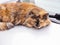 A variegated fluffy street cat lies on the hood of a car