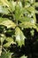 Variegated Foliage False Holly: Osmanthus heterophylla