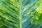 Variegated Foliage Leaf of Tropical Plant as Natural Pattern Background
