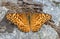 Variegated Fritillary Butterfly