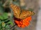 Variegated Fritillary Butterfly