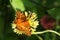 Variegated fritillary butterfly and bee on gaillardia blossom