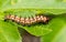 Variegated Fritillary butterfly caterpillar eating a Passion Vine