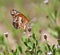 Variegated Fritillary butterfly (Euptoieta claudia)