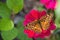 Variegated Fritillary butterfly on Zinnia flower