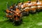 Variegated Fritillary Caterpillar - Euptoieta claudia