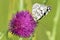 Variegated Galatea, or Galatea Melanargia galathea in the early summer morning sits on a flower.