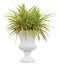 Variegated grass pandanus plant in white urn pot container isolated on white background for formal European style garden