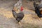 Variegated gray rooster on the farm yard