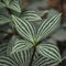 Variegated Green Leaf Plant Background Abstract