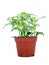 Variegated Green and White Potted Plant