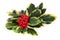 Variegated Holly