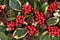 Variegated Holly