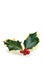 Variegated holly sprig