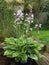 Variegated Hosta in bloom