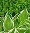 Variegated Hosta Leaves