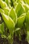 Variegated hosta leaves closeup in a natural background