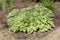 Variegated hosta plant in a corner of a landscaped garden. Ideal