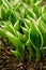 Variegated Hosta Sprouts emerging in the Spring