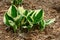 Variegated Hosta Sprouts emerging in the Spring