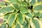 Variegated Hostas Foliage Closeup