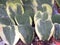 Variegated Hoya kerrii succulent plants with heart shape leaves