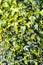 Variegated Ivy with yellow and green leaves