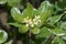 Variegated Japanese Mock Orange