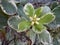 Variegated Japanese mock orange, Pittosporum tobir