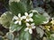 Variegated Japanese mock orange, Pittosporum tobira var variegata