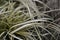 Variegated Japanese Sedge Evergold