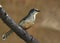 variegated laughingthrush