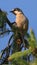 Variegated laughingthrush