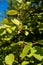Variegated-leaf hardy kiwi, Actinidia kolokmita